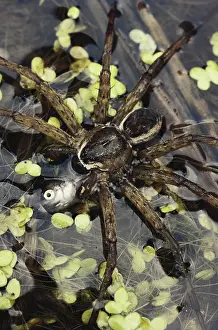Dolomedes: Fishing Spider