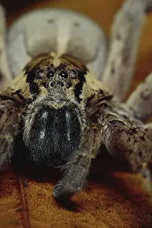 Dock: Fishing Spider