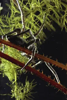Dolomedes: Fishing Spider Underwater