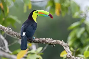 Ramphastos: Fishing toucan also called Keel billed Toucan (Ramphastos