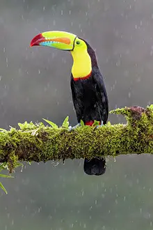 Ramphastos: Fishing toucan also called Keel billed Toucan (Ramphastos