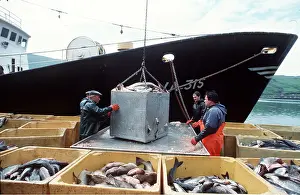 Unloading: FISHING - Unloading fish from boat