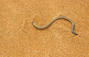Skinks: Fitsimon's Burrowing Skink - pictured on dune sand