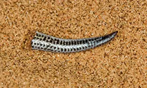 Skinks: Fitsimon's Burrowing Skink - Tip of the tail after