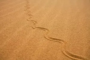 Skinks: Fitsimon's Burrowing Skink - Tracks on the dunes
