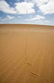 Skinks: Fitsimon's Burrowing Skink - Tracks on the dunes