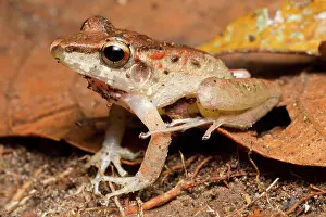 Cost: Fitzinger's Rain Frog