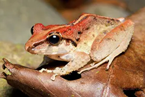 Cost: Fitzinger's Rain Frog