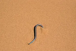 Skinks: FitzSimon's Burrowing SKINK