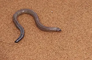 Lizards: FitzSimon's Burrowing Skink / Lizard