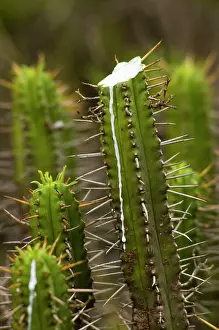 Juice: Five-cornered Euphorbia - with top cut to show
