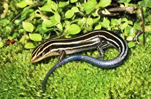 Scincidae: Five-lined Skink