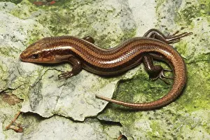 Scincidae: Five-lined Skink