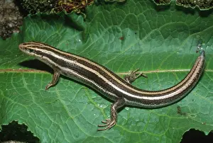 Lost: Five-Lined Skink