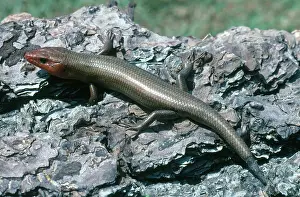 Lost: Five-Lined Skink