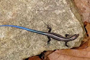 Fasciatus: Five-Lined Skink
