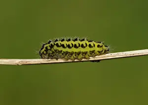 Crawling: Five-spot Burnet Moth Caterpillar - on plant stem - June