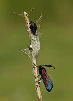 Special: Five-spot Burnet Moth - cocoon and exuvia - on plant