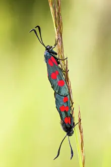 Zygaena: Five-Spot Burnet Moth - mating on grass