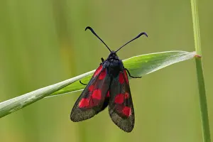 Trust: Five-spot Burnet Moth - resting on grass stem - July