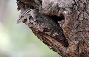 Funambulus: Five-Striped Palm Squirrel