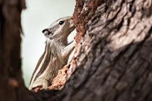 Funambulus: Five-striped palm squirrel eating termites in dhok tree