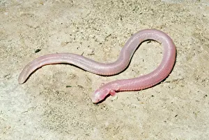 Worm: Five-toed worm Lizard