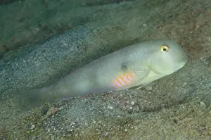 Timor: Fivefinger Wrasse - Female - Dili Rock East dive