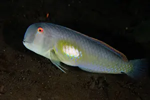 Ichthyology: Fivefinger Wrasse - female - Melasti dive site