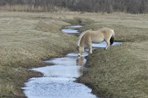Thirsting: Fjord horse drinking in a brook Netherlands