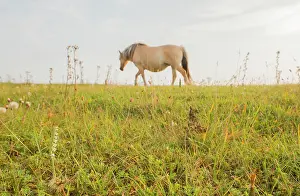 Spiralis: Horse