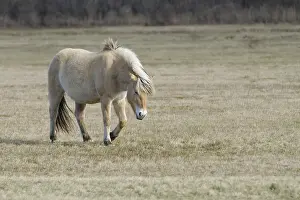 Pace: Fjord horse walking Netherlands