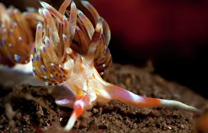 Flabellina: Flabellina