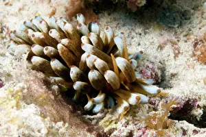 Trawangan: flabellina
