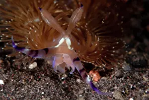 Pteraeolidia: Flabellina