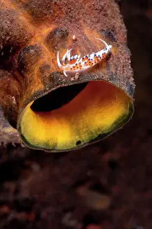 Flabellina: Flabellina