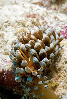 Trawangan: flabellina