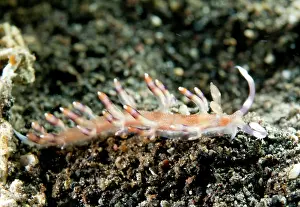 Crawling: Flabellina