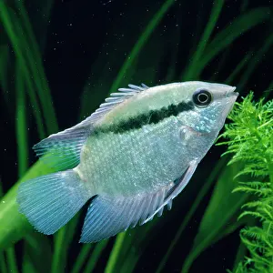 Cichlids: Flag / Festive Cichlid