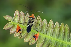 Flag: Flag-footed Bug / Leaf-footed Bug (Anisocelis flavolineata)