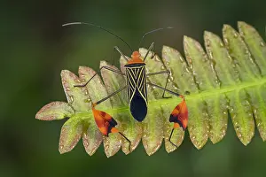 Flag: Flag-footed Bug / Leaf-footed Bug (Anisocelis flavolineata)