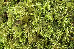 Humidity: Flagellate Feather-moss. Hanvec, Foret du Cranou