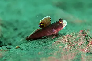 Goby: Flagfin Shrimpgoby with erect fin