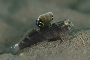 161018: Flagfin Shrimpgoby - with extended fin - Batu Niti