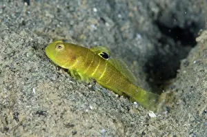 Weda: Flagfin Shrimpgoby by hole - Pasir Putih dive site