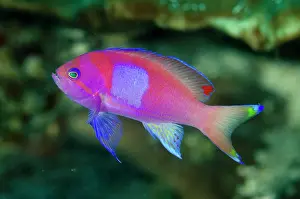 Anthias: Flagfish, squarespot anthias (Pseudanthias pleurotaenia)
