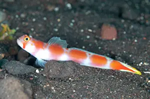 Amblyeleotris: Flagtail Shrimpgoby