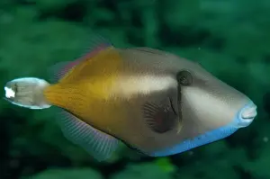 Triggerfish: Flagtail Triggerfish