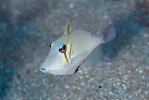 Wetar: Flagtail Triggerfish