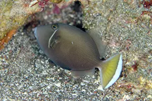 Kapal: Flagtail Triggerfish Batu Kapal dive site, Lembeh